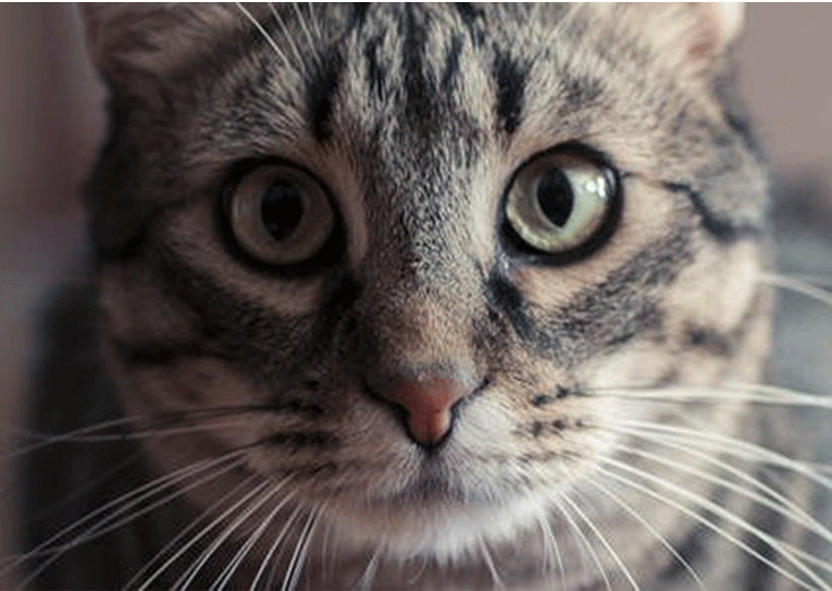 مقالات گربه